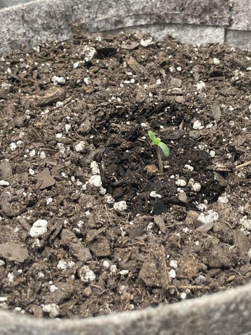 please be frosty and colorfrul 🙏🙏. Week 1 - Zkittlez Auto