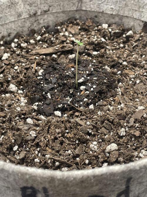 please be frosty and colorfrul 🙏🙏. Week 1 - Blood Moon Gelato