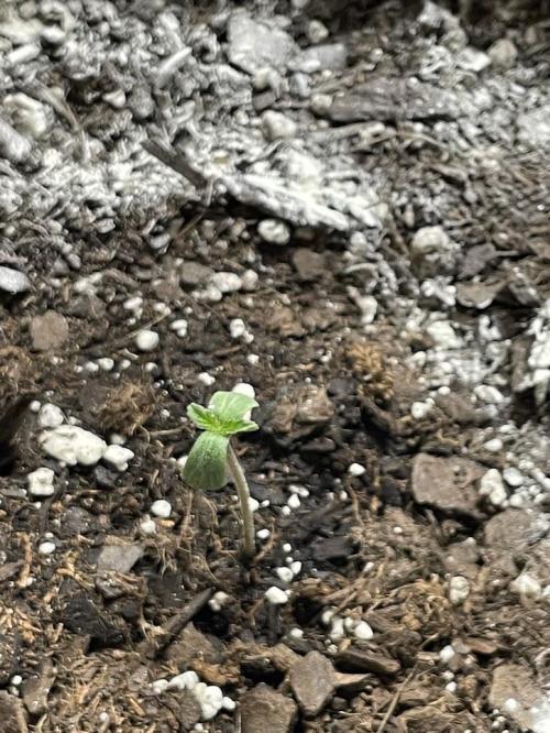 please be frosty and colorfrul 🙏🙏. Week 1 - BodyCount