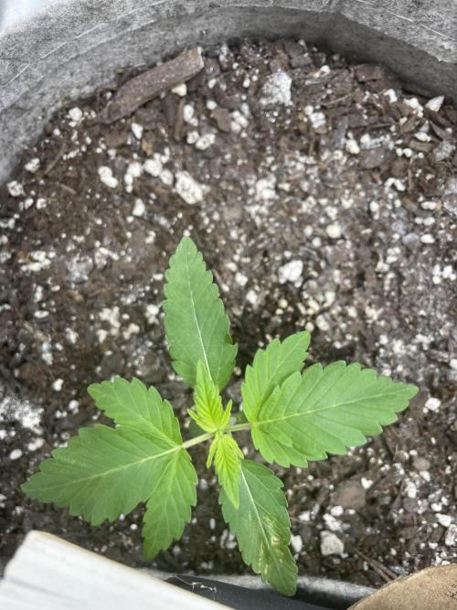 please be frosty and colorfrul 🙏🙏. Week 2 - Blood Moon Gelato