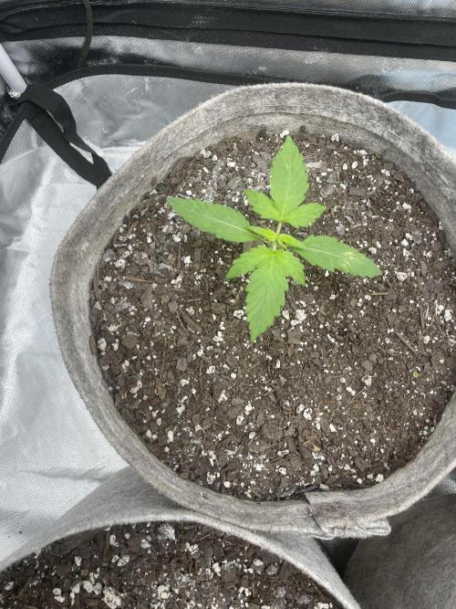 please be frosty and colorfrul 🙏🙏. Week 2 - Zkittlez Auto