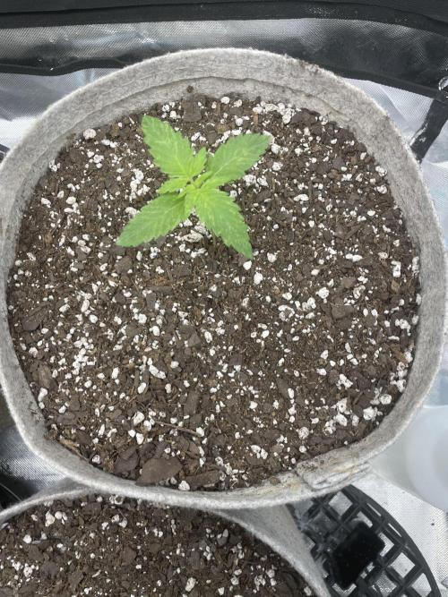 please be frosty and colorfrul 🙏🙏. Week 2 - BodyCount 