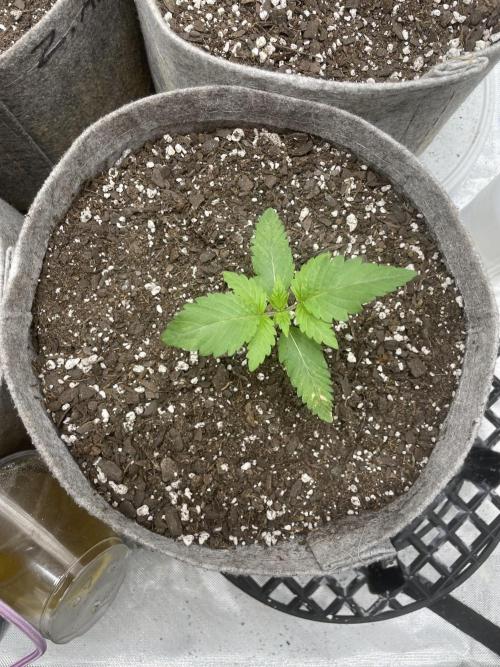 please be frosty and colorfrul 🙏🙏. Week 2 - Slurricane #7 S1