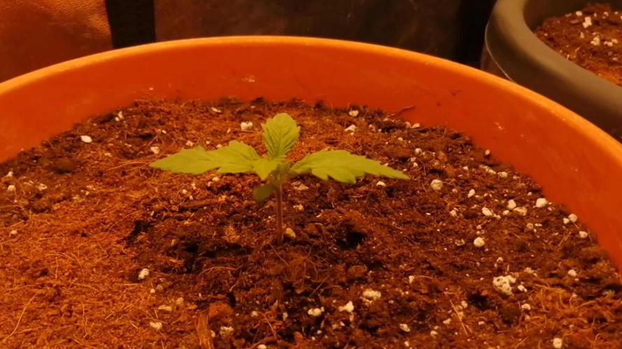 Purple Strains - FastBuds - PL/CM/TC