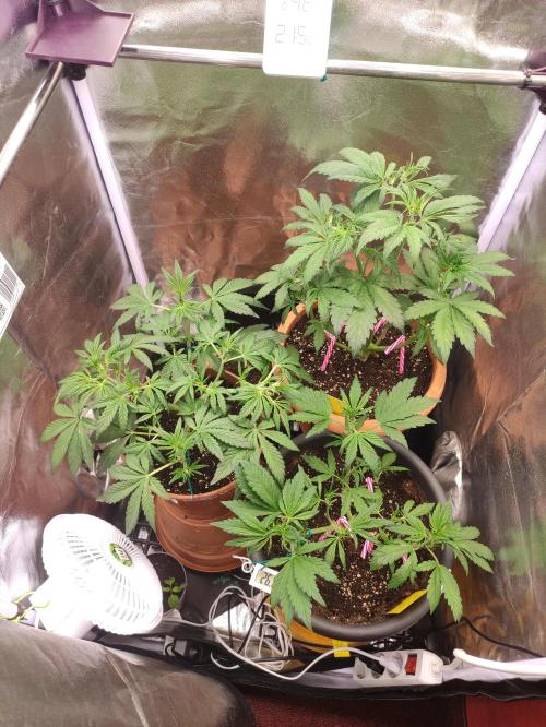 Purple Strains - FastBuds - PL/CM/TC. Week 5 - TC + PL + CM 