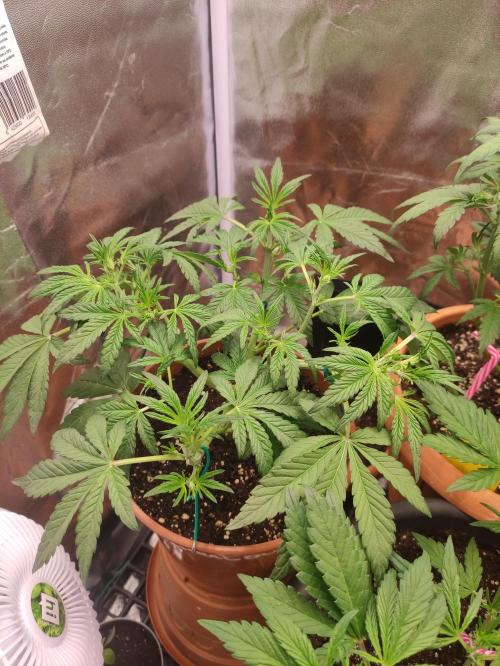 Purple Strains - FastBuds - PL/CM/TC. Week 5 - Tropicana 