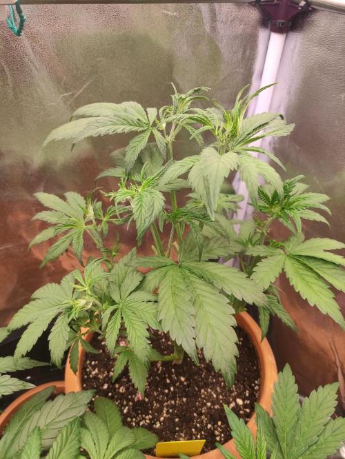 Purple Strains - FastBuds - PL/CM/TC. Week 5 - Lemonade 