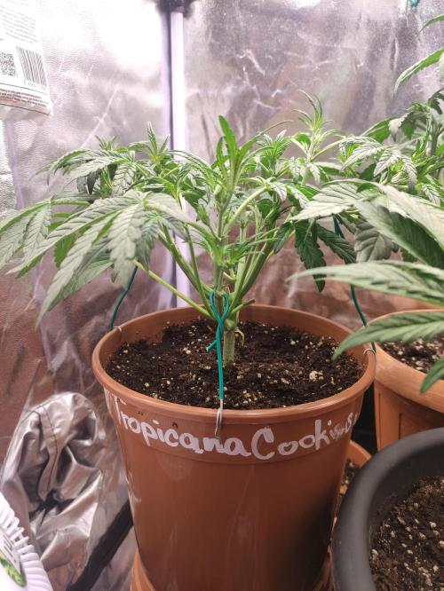 Purple Strains - FastBuds - PL/CM/TC. Week 5 - Tropicana Cookies 