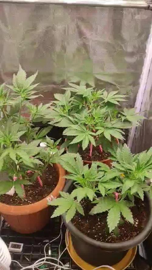 Purple Strains - FastBuds - PL/CM/TC