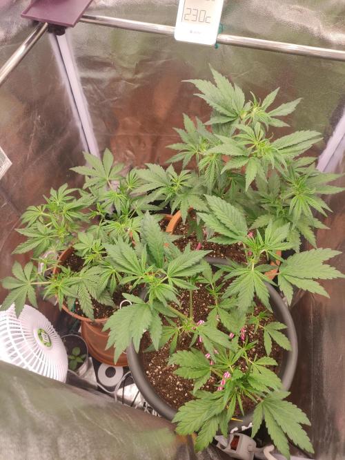 Purple Strains - FastBuds - PL/CM/TC. Week 5 - Tropicana Cookies Defoliation