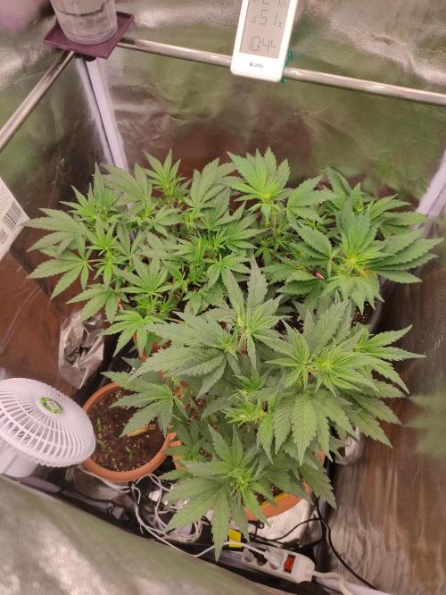 Purple Strains - FastBuds - PL/CM/TC. Week 5