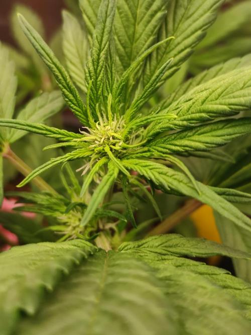 Purple Strains - FastBuds - PL/CM/TC. Week 5 - Crystal Meth 