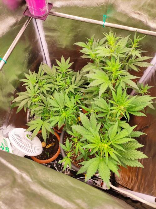 Purple Strains - FastBuds - PL/CM/TC. Week 5 - Day 34