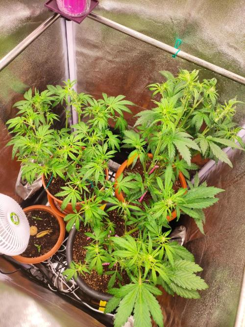 Purple Strains - FastBuds - PL/CM/TC. Week 5 - Day 36