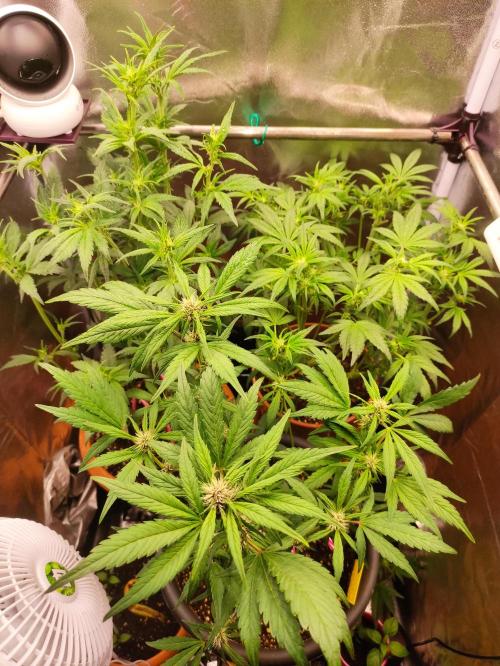 Purple Strains - FastBuds - PL/CM/TC. Week 6 - Full House