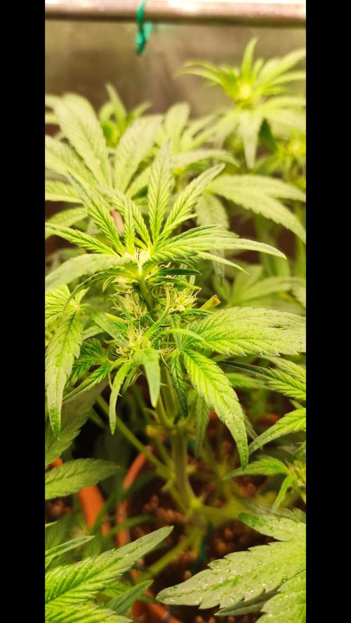 Purple Strains - FastBuds - PL/CM/TC. Week 6 - Tropicana Cookies Day 37