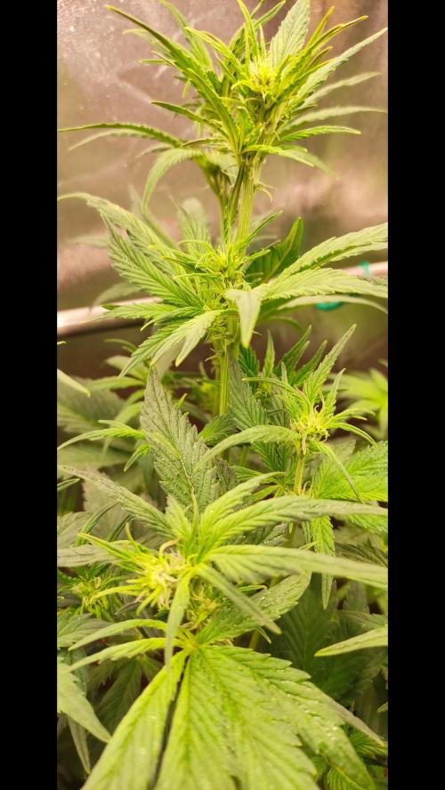 Purple Strains - FastBuds - PL/CM/TC. Week 6 - Purple Lemonade Day 39