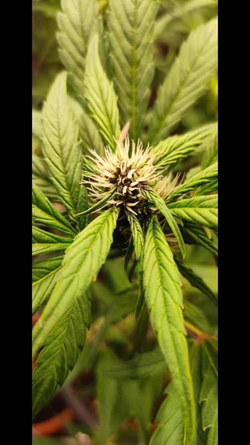 Purple Strains - FastBuds - PL/CM/TC. Week 6 - Crystal Meth Day 39