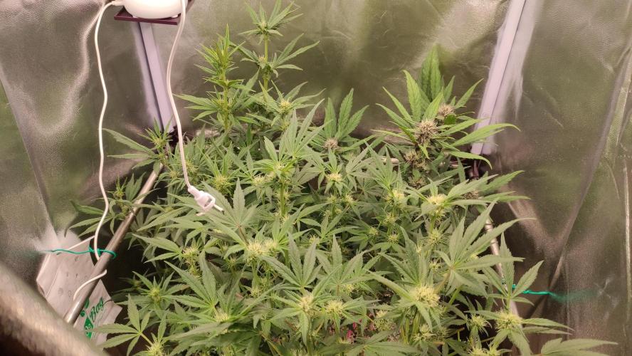 Purple Strains - FastBuds - PL/CM/TC. Week 6 - Half of week 6. Day 43