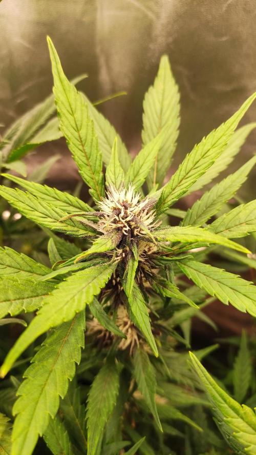 Purple Strains - FastBuds - PL/CM/TC. Week 6 - Crystal Meth - Day43