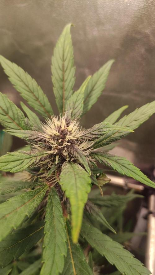 Purple Strains - FastBuds - PL/CM/TC. Week 6 - End of week 6 - CM