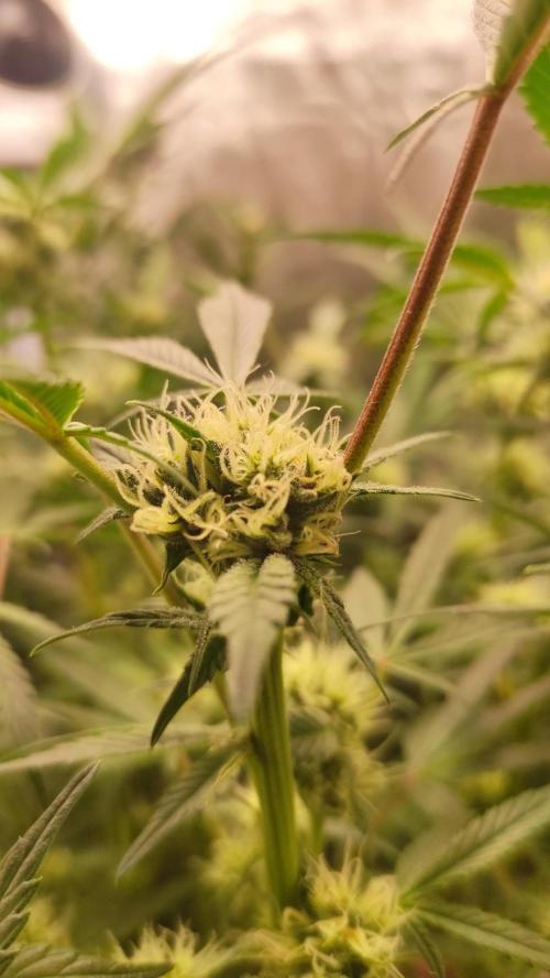 Purple Strains - FastBuds - PL/CM/TC. Week 6 - End of week 6 - TPC