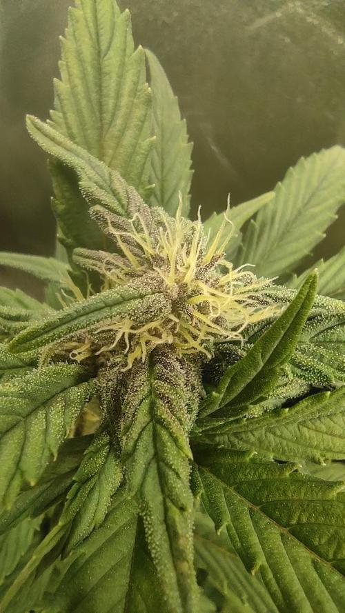 Purple Strains - FastBuds - PL/CM/TC. Week 7 - Purple Lemonade Auto 