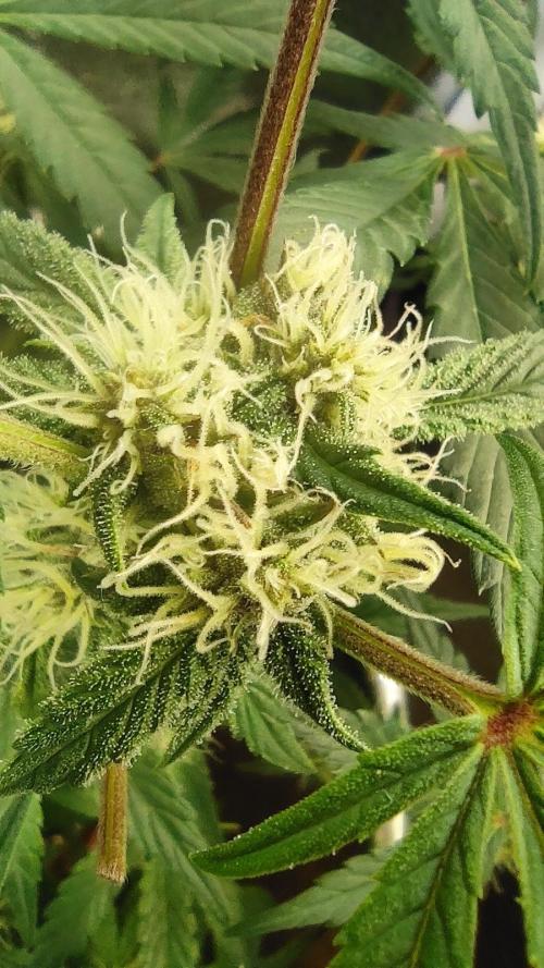 Purple Strains - FastBuds - PL/CM/TC. Week 7 - Tropicana Cookies Auto 