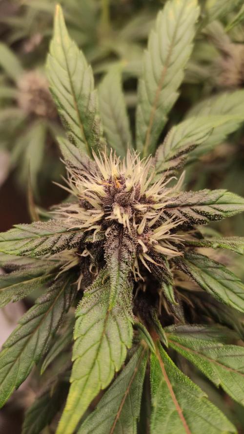 Purple Strains - FastBuds - PL/CM/TC. Week 7 - Crystal Meth Auto 