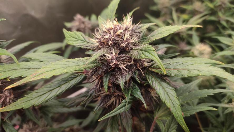 Purple Strains - FastBuds - PL/CM/TC. Week 7 - Crystal Meth Day 55