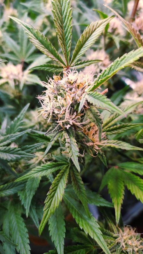 Purple Strains - FastBuds - PL/CM/TC. Week 7 - Tropicana Cookies 