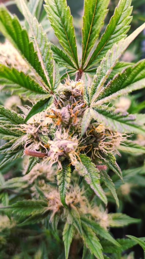 Purple Strains - FastBuds - PL/CM/TC. Week 7 - Tropicana Cookies Day 55