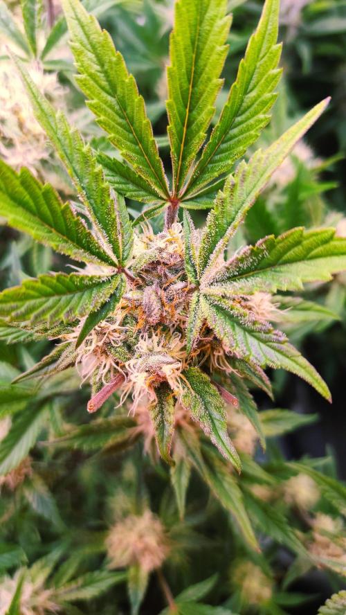 Purple Strains - FastBuds - PL/CM/TC. Week 7 - Tropicana Cookies Day 55