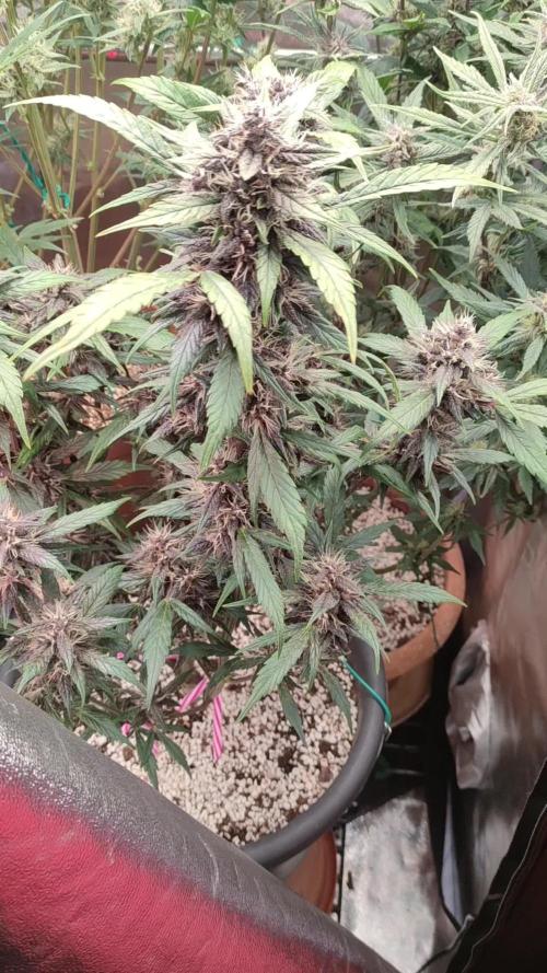 Purple Strains - FastBuds - PL/CM/TC