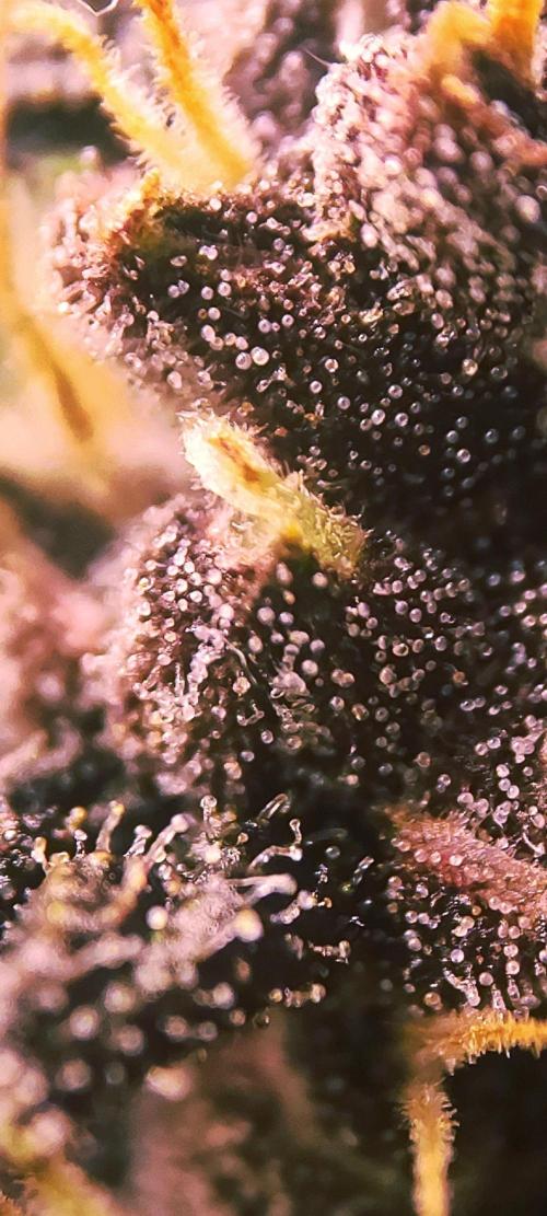 Purple Strains - FastBuds - PL/CM/TC. Week 8 - Trychomes - METH Day 58