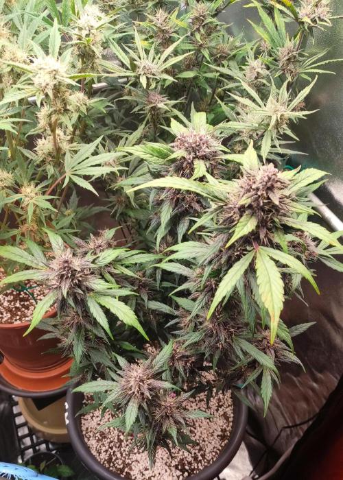 Purple Strains - FastBuds - PL/CM/TC. Week 8 - Crystal METH Day 58