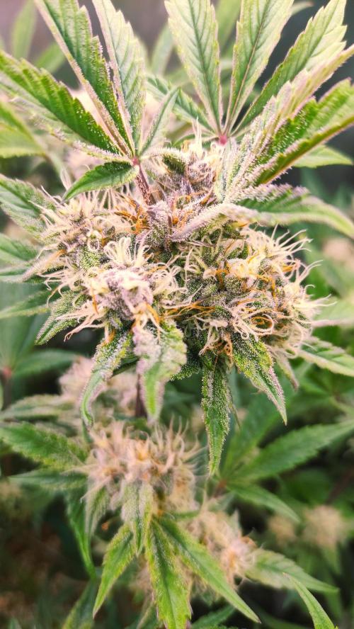 Purple Strains - FastBuds - PL/CM/TC. Week 8 - Tropicana Cookies 