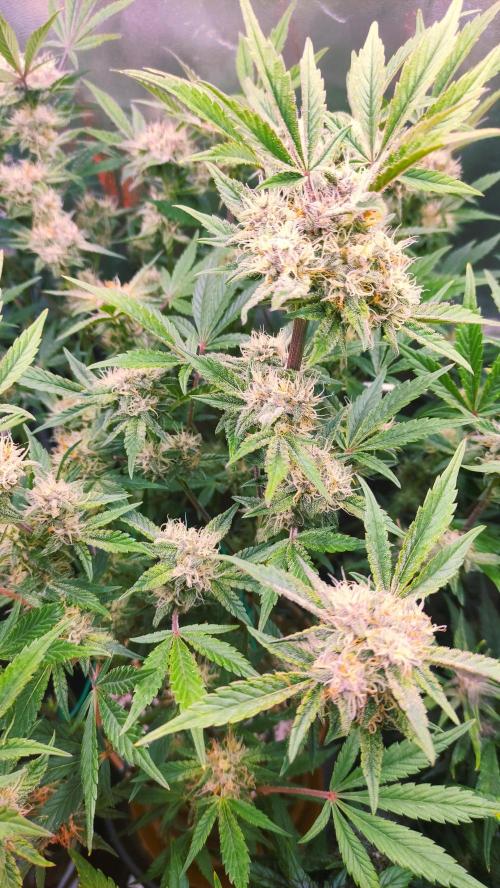 Purple Strains - FastBuds - PL/CM/TC. Week 8 - Tropicana Cookies 