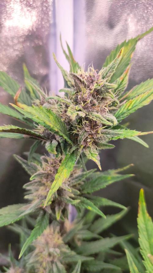 Purple Strains - FastBuds - PL/CM/TC. Week 8 - Lemonade Day 58