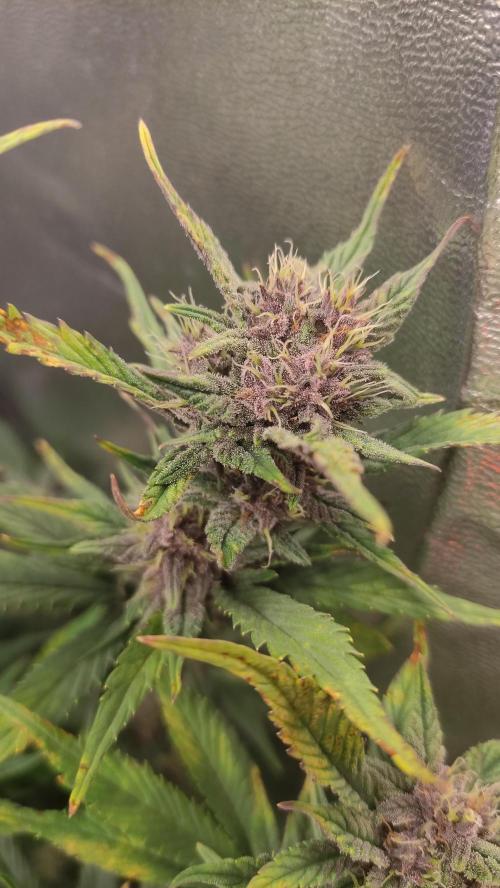 Purple Strains - FastBuds - PL/CM/TC. Week 8 - Lemonade Day 58