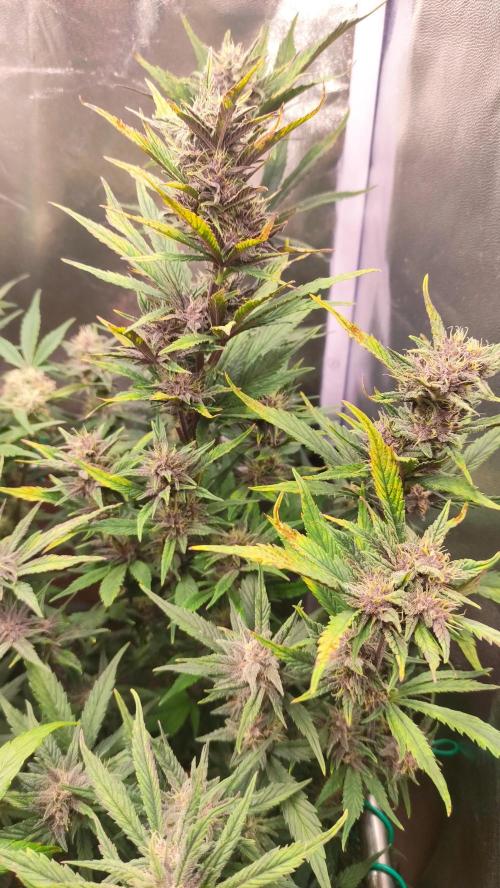 Purple Strains - FastBuds - PL/CM/TC. Week 8 - Lemonade Day 58