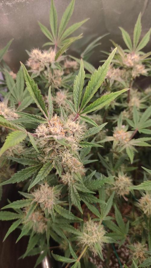 Purple Strains - FastBuds - PL/CM/TC. Week 8 - Tropicana Cookies Day 56