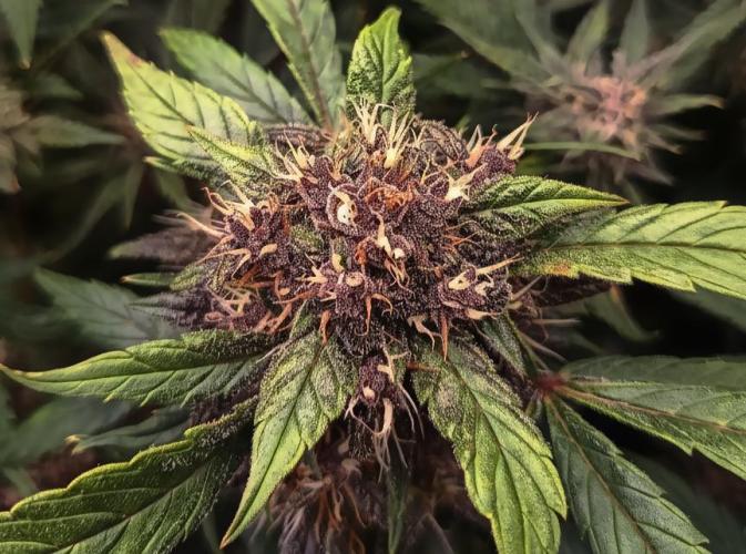 Purple Strains - FastBuds - PL/CM/TC. Week 8 - Meth Day 61
