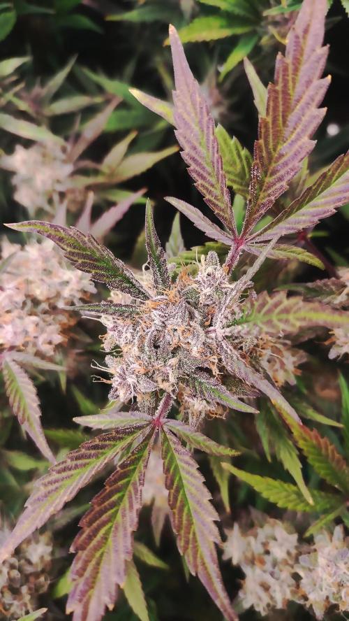 Purple Strains - FastBuds - PL/CM/TC. Week 8 - Tropicana Cookies Day 62