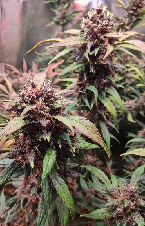 Purple Strains - FastBuds - PL/CM/TC. Week 9 - Meth