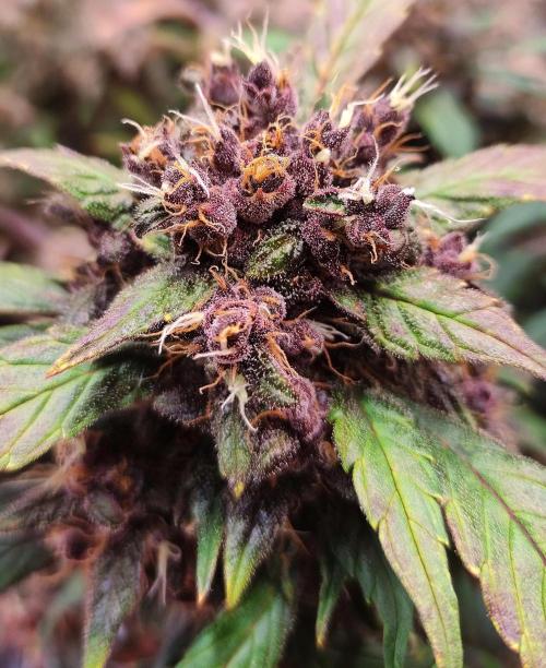 Purple Strains - FastBuds - PL/CM/TC. Week 9 - Meth