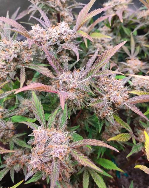 Purple Strains - FastBuds - PL/CM/TC. Week 9 - Cookin