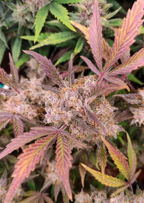 Purple Strains - FastBuds - PL/CM/TC. Week 9 - Cookin