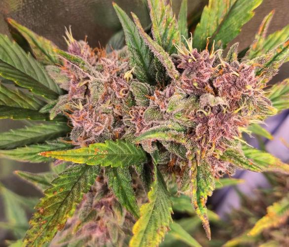 Purple Strains - FastBuds - PL/CM/TC. Week 9 - Lemonade 