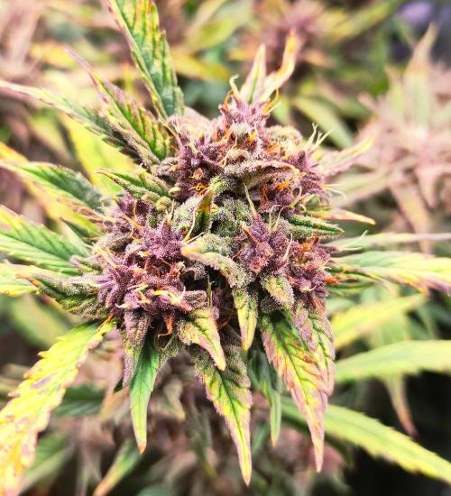 Purple Strains - FastBuds - PL/CM/TC. Week 9 - Lemonade 